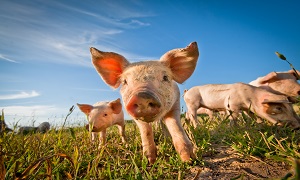 Stigende eksport af grise påvirker den danske bestand